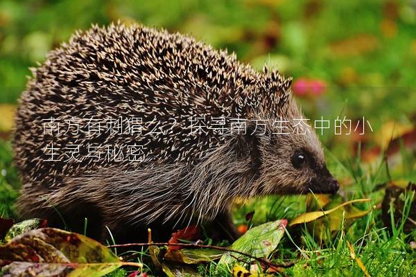 南方有刺猬么？探尋南方生態中的小生靈與秘密